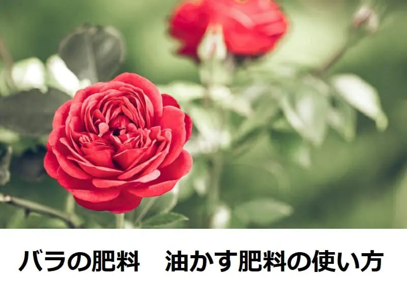 バラの肥料 油かす肥料の使い方 農家web バラの肥料 油かす肥料の使い方 農家web