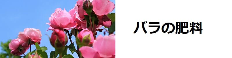 バラの肥料　時期・やり方・肥料の種類の基本