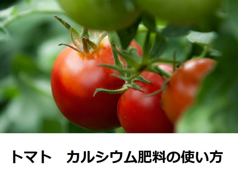 トマト肥料カルシウム