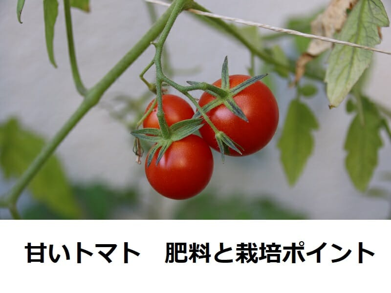 甘いトマト肥料