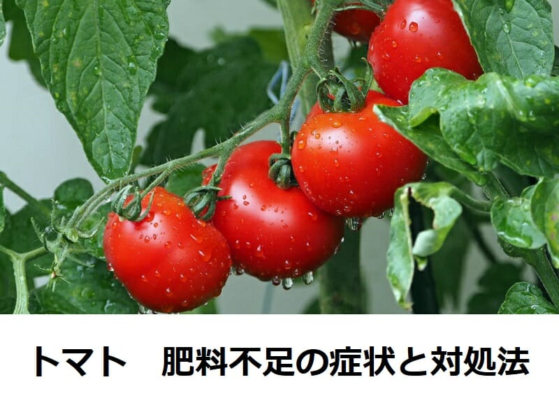 トマト肥料不足