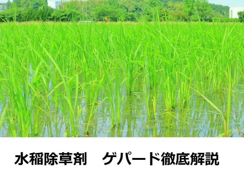 水稲用除草剤 ゲパード１キロ粒剤 5kg×4袋セット