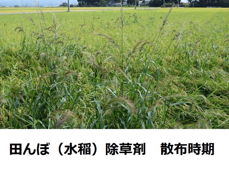 水稲除草剤時期