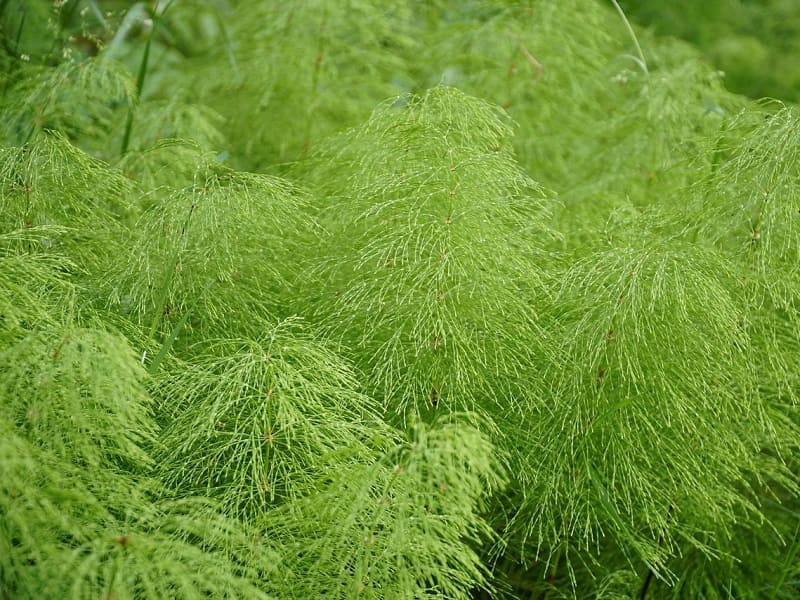 horsetail-herbicide-ranking