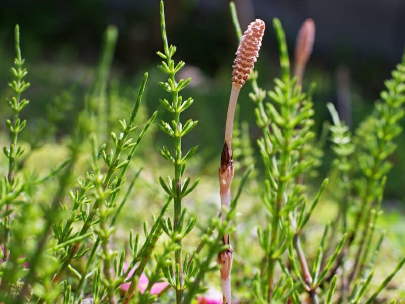 スギナ除草剤 最強クラスの雑草を徹底駆除する除草剤の使い方 農家web