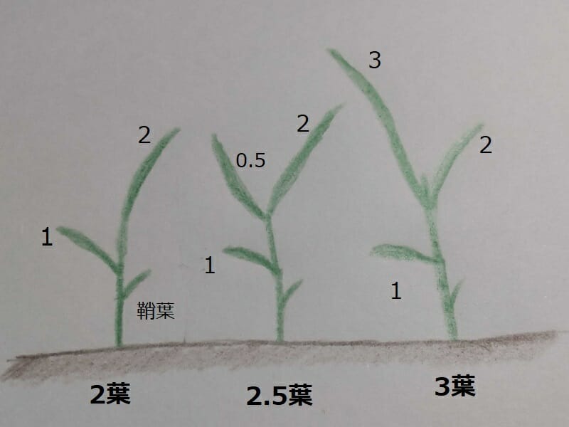 ノビエの葉数の数え方