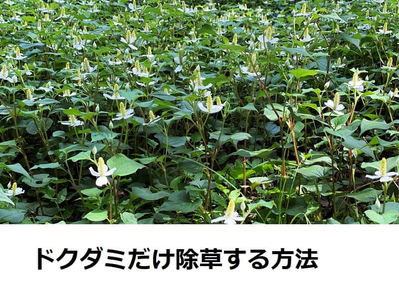 ドクダミだけ除草する方法