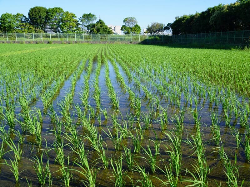 田んぼ