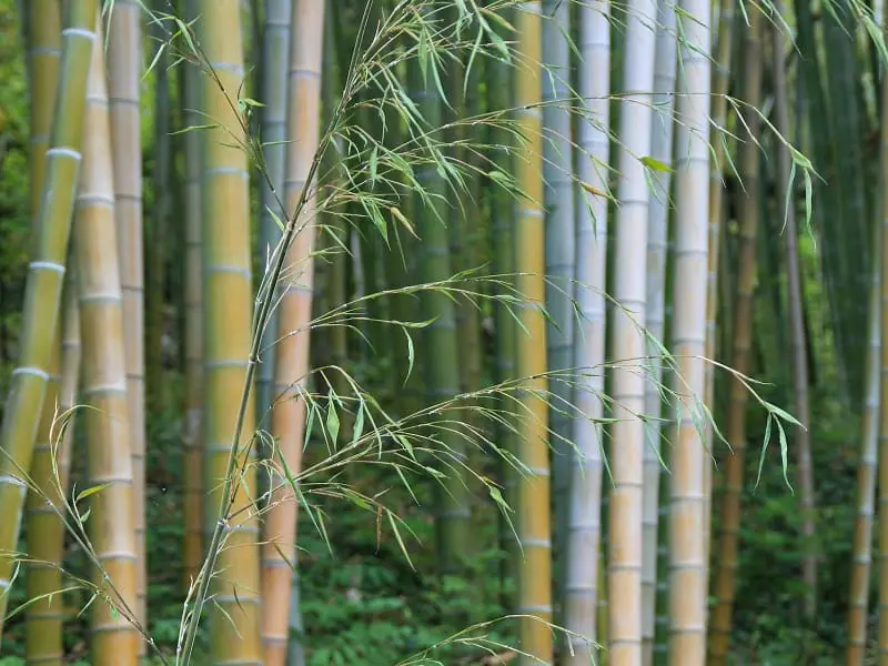 ホームセンターで買える 竹を枯らす除草剤 農家web ホームセンターで買える 竹を枯らす除草剤 農家web