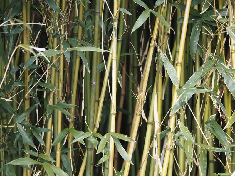 細い竹