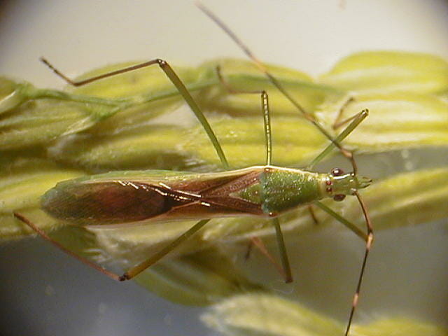 クモヘリカメムシの成虫