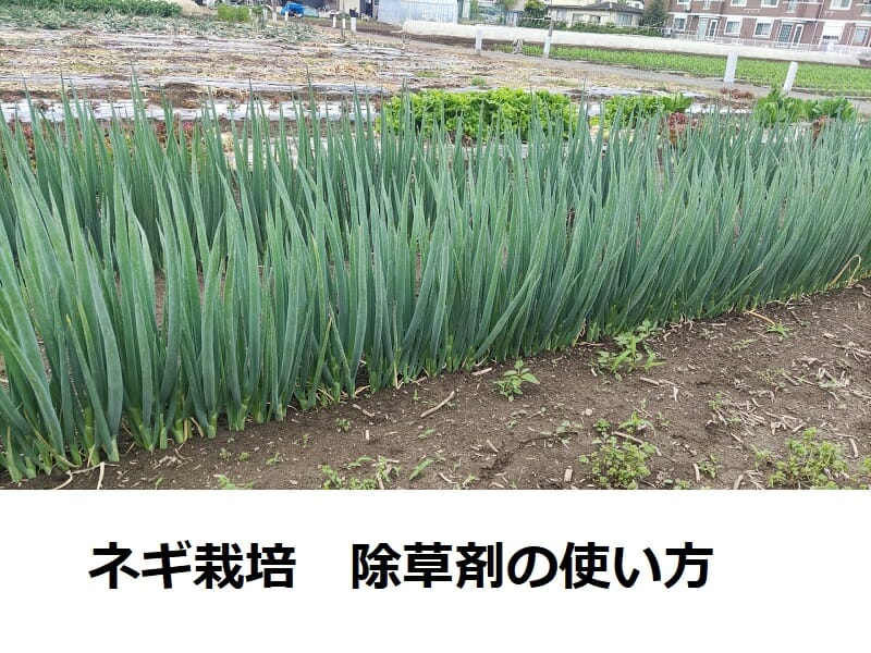 ネギ除草剤