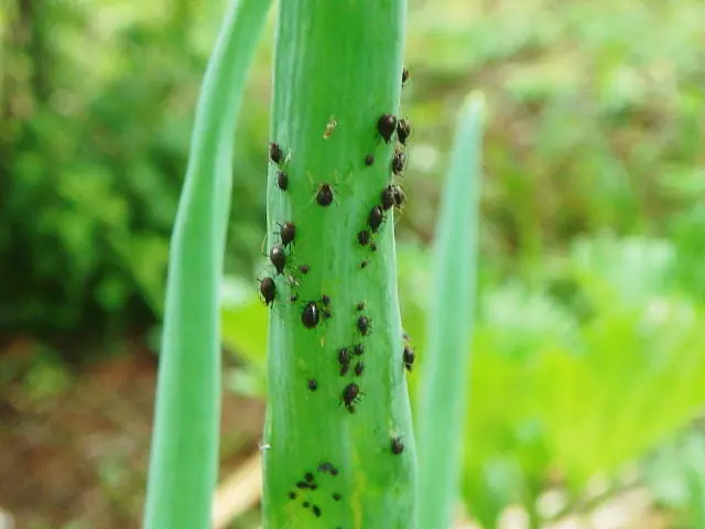 ネギアブラムシを駆除する農薬について 農家web