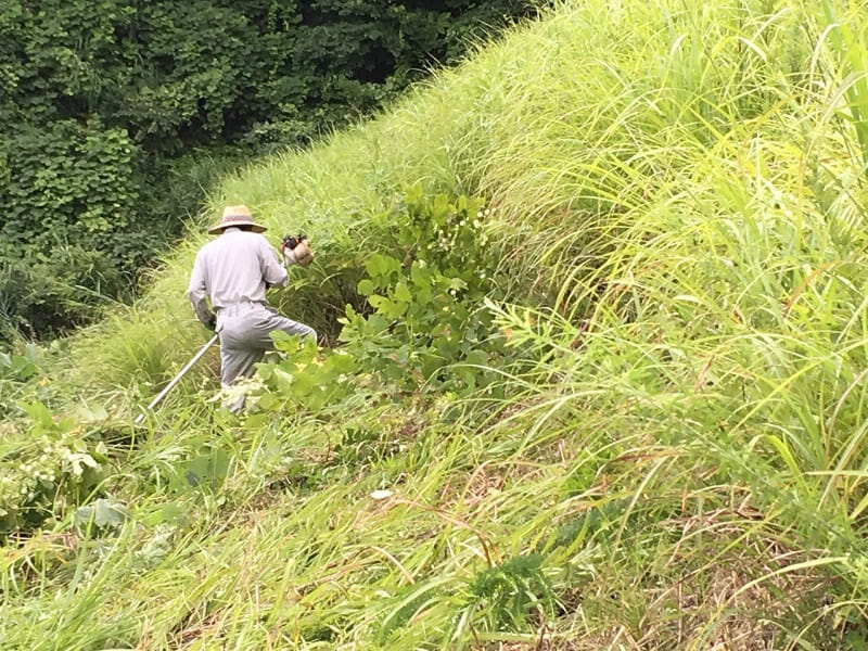 斜面で刈払機で草刈りする人