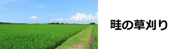 畦の草刈り　草刈りのポイントとおすすめの草刈機