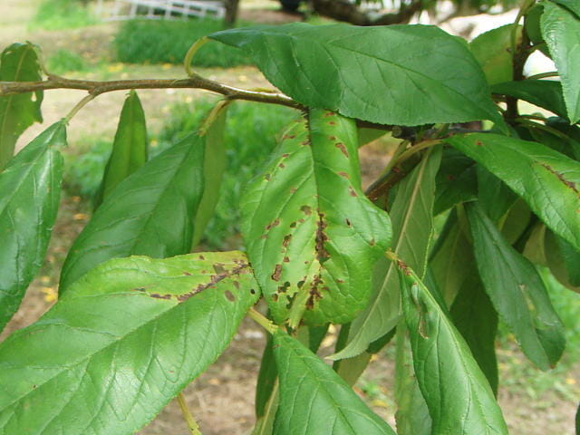 せん孔細菌病が発病したモモの葉