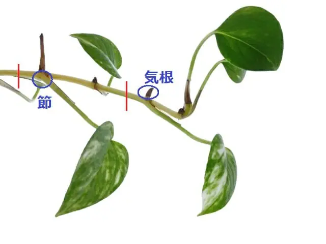 ポトス栽培 失敗しない挿し木と鉢上げの方法 | 農家web