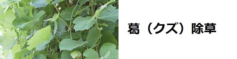 葛（クズ）除草