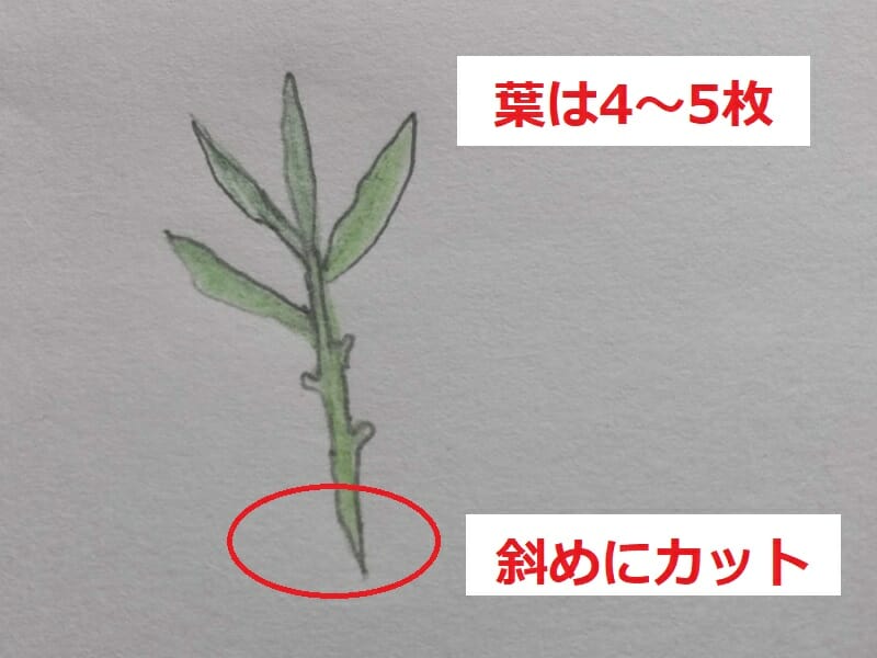 ラベンダーの挿し木の絵