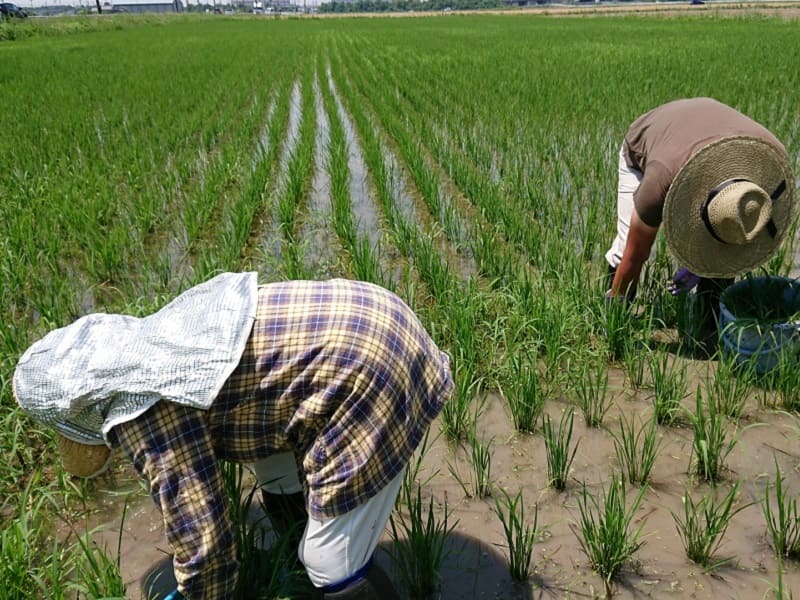 水田の除草をする人たち