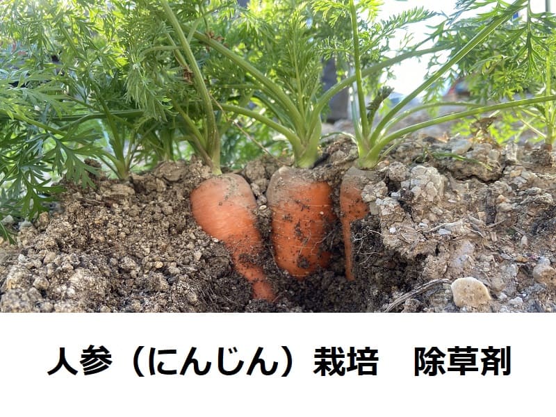 人参の除草剤タイトル