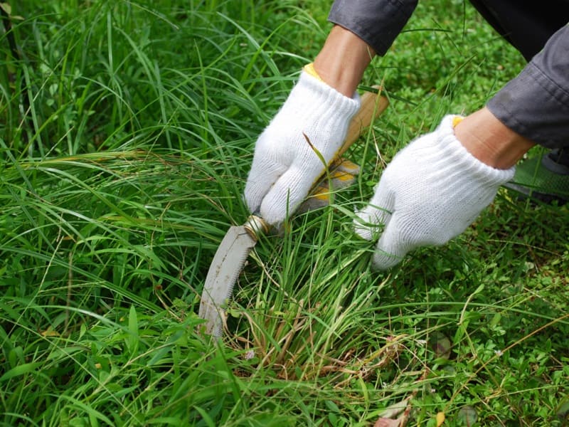 鎌で草を刈る人