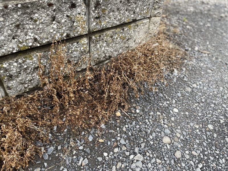 除草剤で枯れた雑草