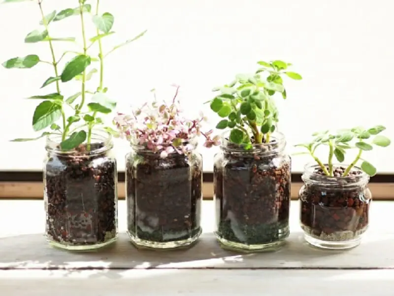 イタリアンパセリの水耕栽培 失敗しない始め方・育て方のポイント