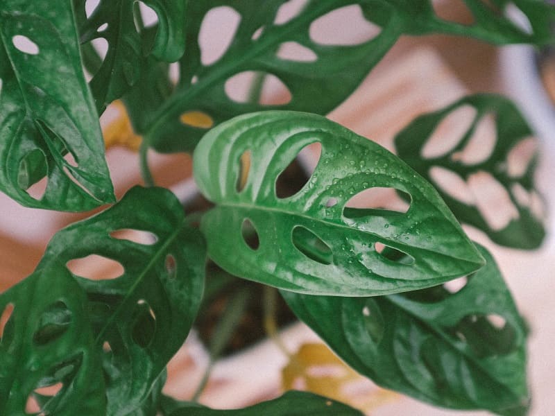 マドカズラの鉢植え