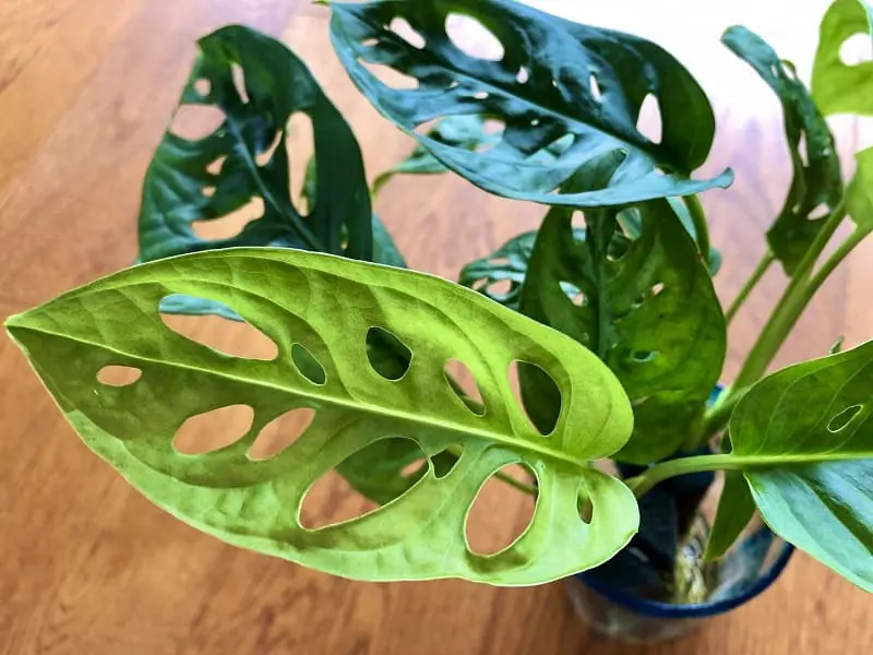 株分けと挿し木から始める マドガズラの水耕栽培 | 農家web