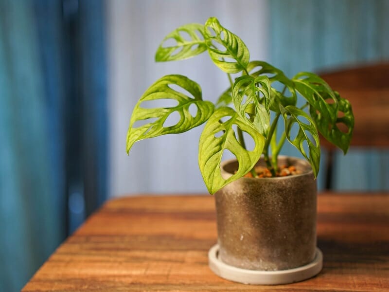 マドカズラの鉢植え