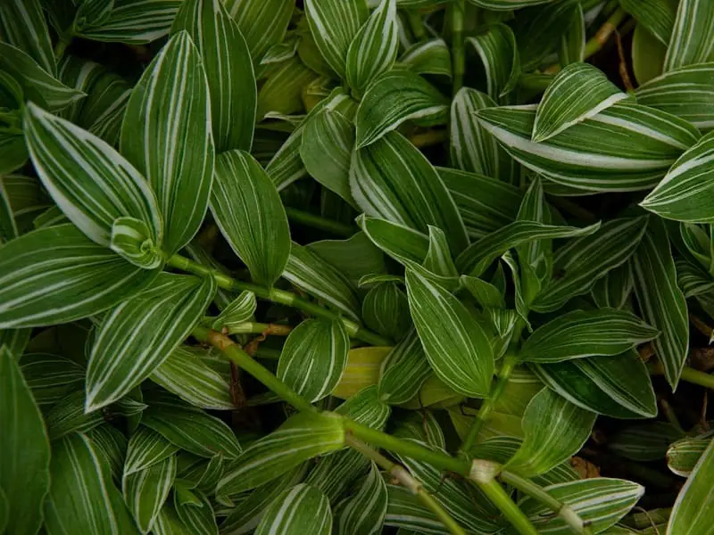株分けと水挿しから始める トラディスカンチアの水耕栽培 | 農家web