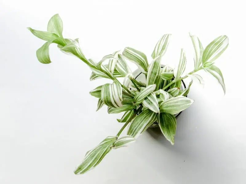 株分けと水挿しから始める トラディスカンチアの水耕栽培 | 農家web