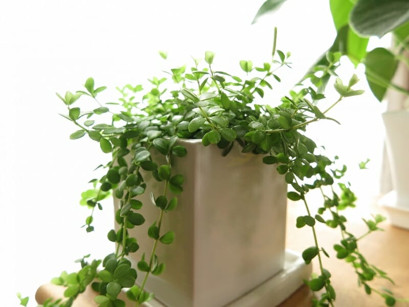 ワイヤープランツの鉢植え