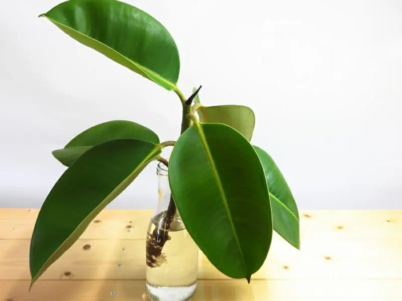 水栽培でふやすゴムの木の挿し木 成功率を上げるポイント！ | 農家web