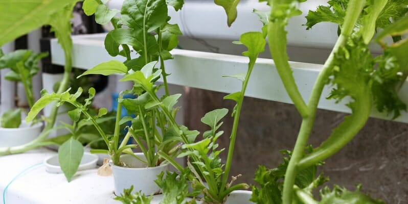家庭で野菜やハーブを育てよう！　市販の水耕栽培キットのおすすめや自作方法　