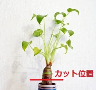 クワズイモのさし木の位置