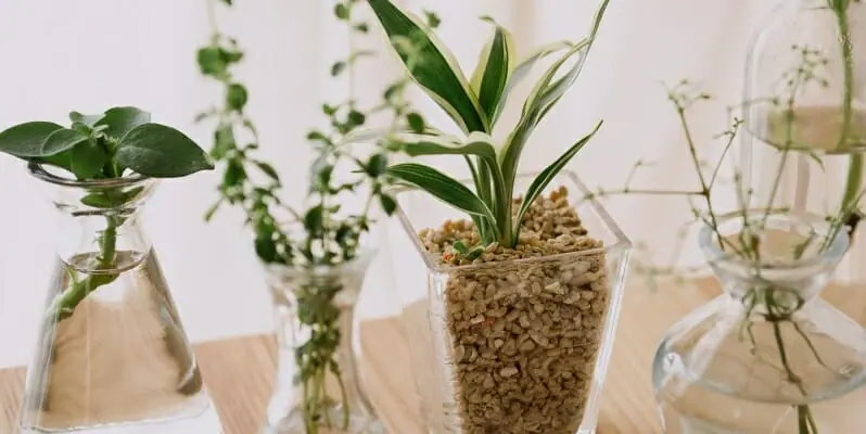 清潔でおしゃれ！ 観葉植物の水耕栽培の始め方や育て方 | 農家web