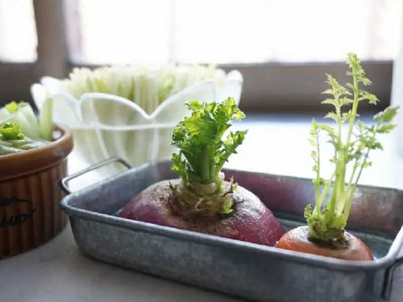 芹（せり）の水耕栽培 リボベジ・ハイドロカルチャーの育て方 | 農家web