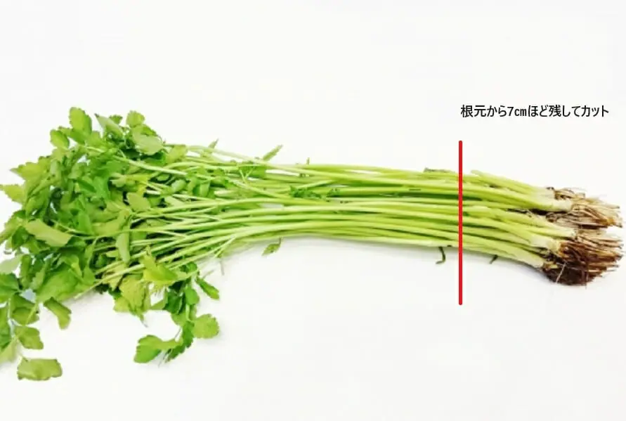 芹（せり）の水耕栽培 リボベジ・ハイドロカルチャーの育て方 | 農家web