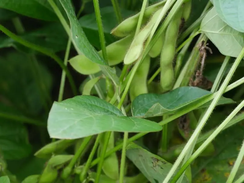 野趣菜園様　えだまめの葉 野趣菜園様 えだまめの葉 000000083234-01-l.jpg?t=