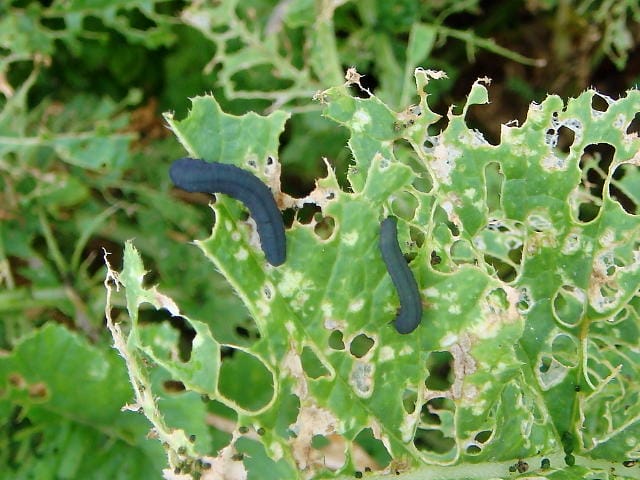 カブラハバチがダイコンの葉を食害している様子