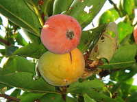カキノヘタムシガに食害されて早期着色した果実