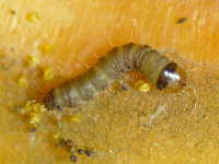 カキノヘタムシガの中齢幼虫