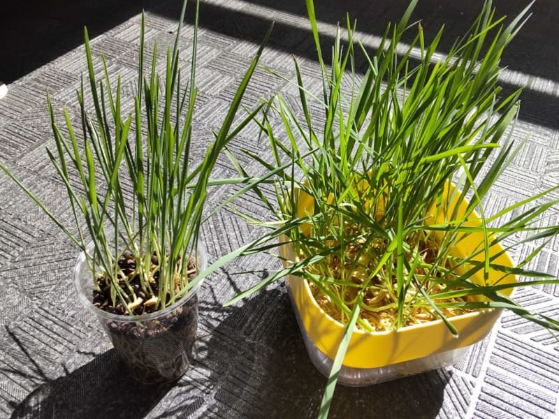 水耕栽培とハイドロカルチャーの猫草