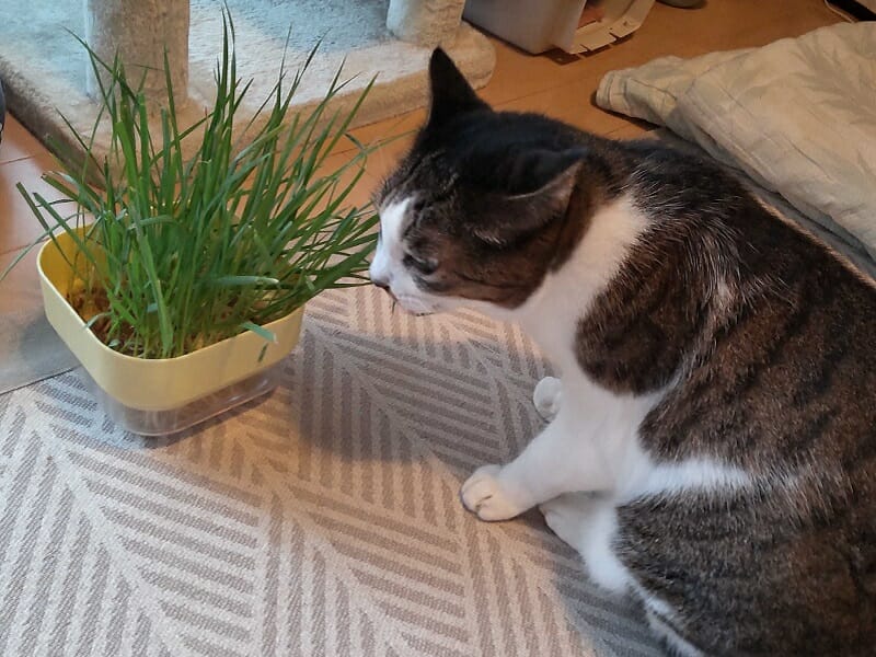 猫草を食べる猫