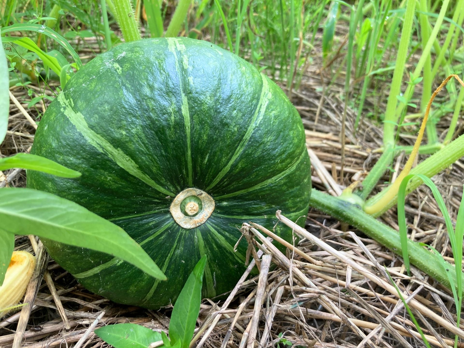 畑で栽培されているカボチャの写真