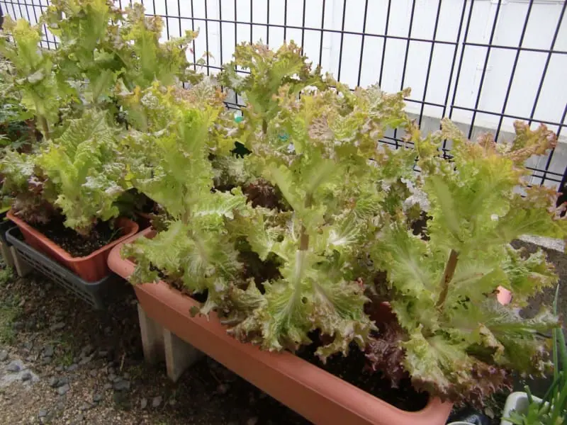 サニーレタスのプランター栽培 種から始める手順や育て方 | 農家web