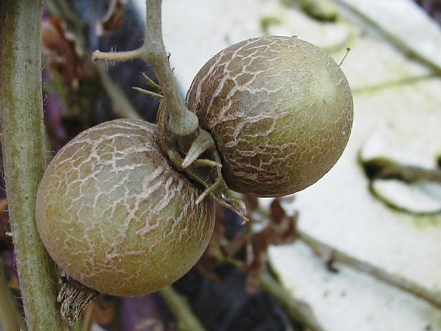 トマトサビダニに寄生されて硬化、亀裂が生じた果実