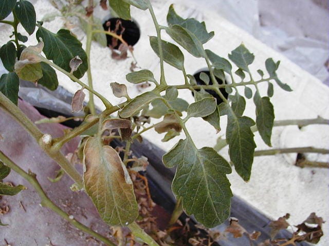 トマトサビダニの影響で葉の周辺が黄褐色になり、そり返った状態